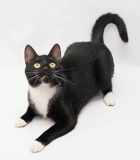 Black cat with white shirt front and yellow eyes lies, ready to pounce on white-gray background