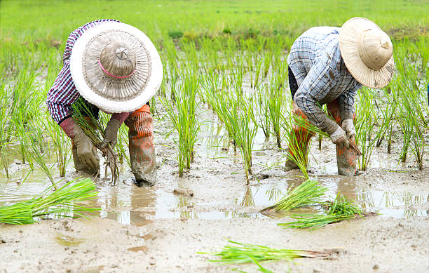 istock Woman farmers 469526924