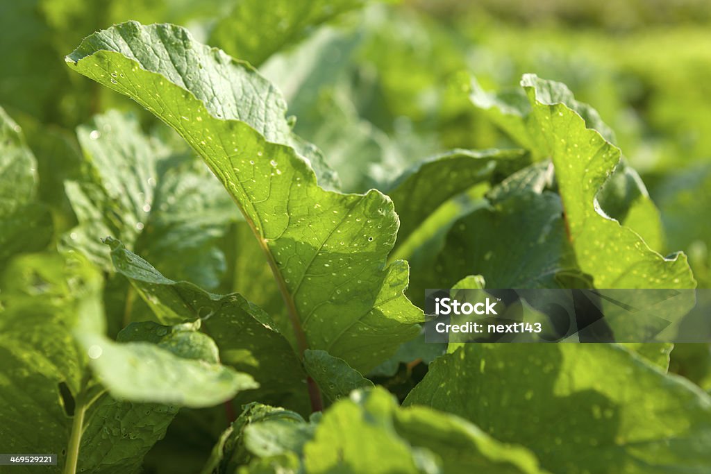 Outra vagetable - Foto de stock de Agricultura royalty-free