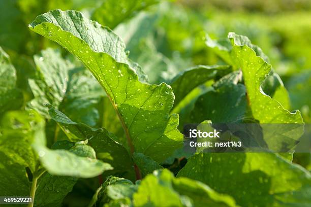 Foto de Outra Vagetable e mais fotos de stock de Agricultura - Agricultura, Alface, Alho porró