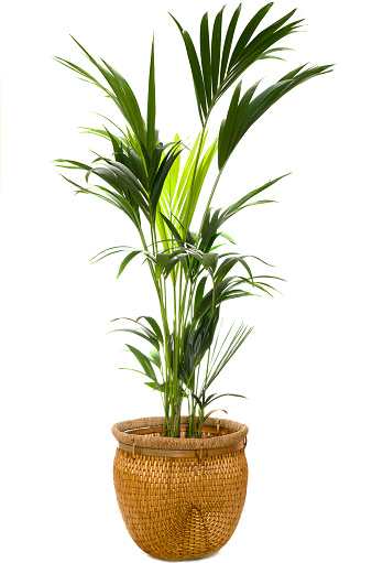 Kentia Palm Tree photo