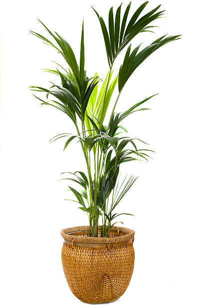 Indoor palm in a wicker pot against a white background An ornamental plant on a wicker pot isolated on white. ornamental plant stock pictures, royalty-free photos & images