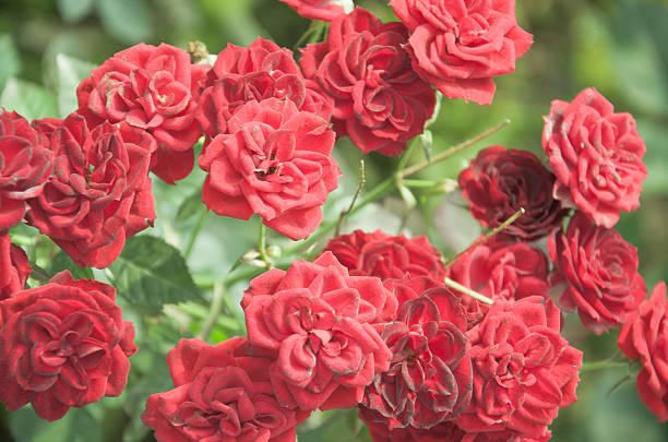istock rose flower in chiangmai Thailand 469530993