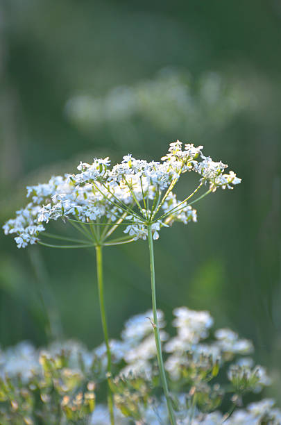 istock Weed with little white followers in summer 469531609