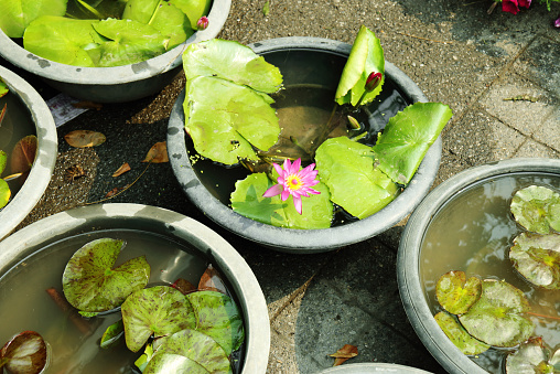 lotus and leaf on water in plastic pot