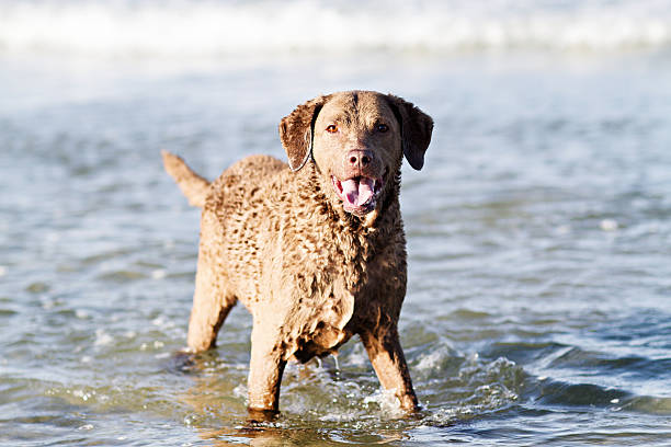 Dog: Retriever in the Ocean