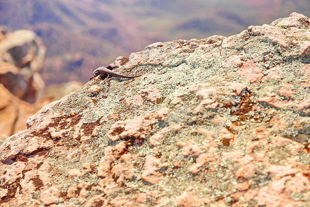 リザードスキンクにオーストラリア内陸部 - lizard landscape desert australia ストックフォトと画像