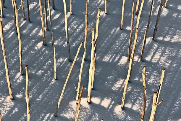 shadow of halm on snow covered field gives a harmonic structure