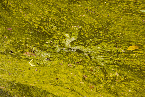 istock Hazardous Surface Of Green Stagnant Algae Infested Water 469536129