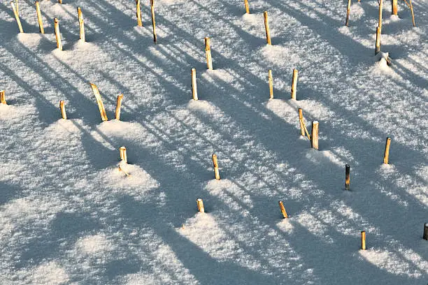 shadow of halm on snow covered field gives a harmonic structure