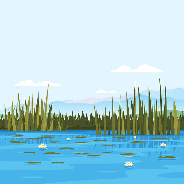 Water Lily Landscape Lake with water lily and bulrush plants, fishing place, pond with blue water, lake travel background, nature landscape freshwater illustrations stock illustrations