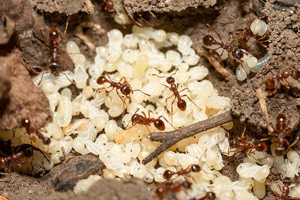 Red ants with white eggs on anthill Red ants with white eggs on anthill ant colony swarm of insects pest stock pictures, royalty-free photos & images