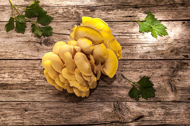 Bunch Of Golden Oyster Mushrooms stock photo