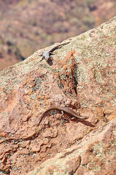 リザードスキンクにオーストラリア内陸部 - lizard landscape desert australia ストックフォトと画像