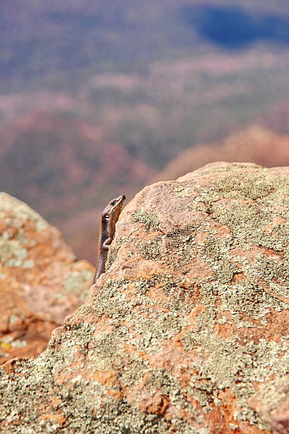 リザードスキンクにオーストラリア内陸部 - lizard landscape desert australia ストックフォトと画像
