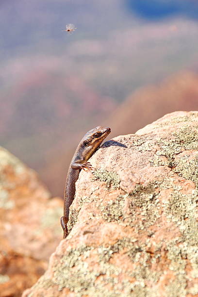 tiliqua lizard no cerrado australiano - lizard landscape desert australia - fotografias e filmes do acervo