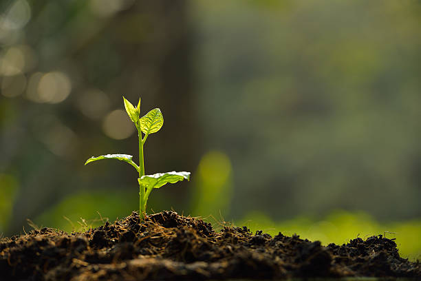 Plant sprouting from the dirt with a blurred background Young plant in the morning light sapling growing stock pictures, royalty-free photos & images