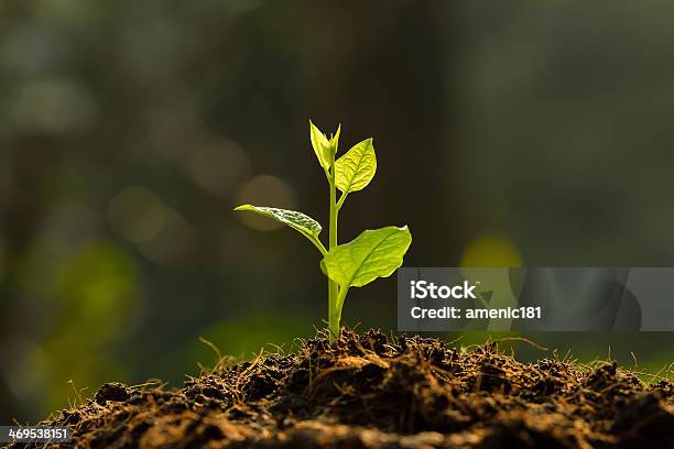 Young Plant Stock Photo - Download Image Now - Bud, Agriculture, Beginnings