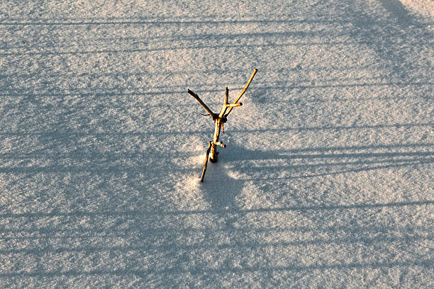 istock shadow of halm on snow covered field 469538441