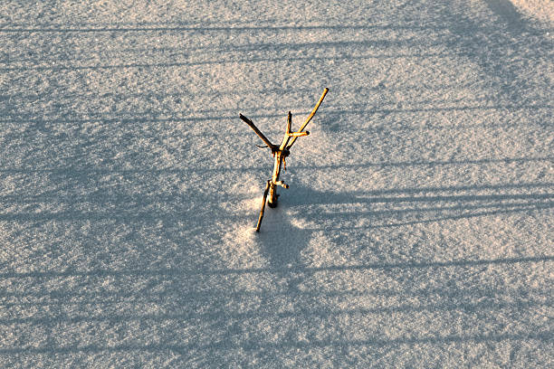 sombra de halm na neve coberta de campo - winter farm vibrant color shadow imagens e fotografias de stock