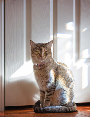 A tan and grey tabby cat sits by the door with sunlight streaming in.