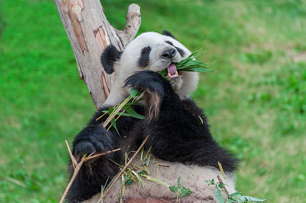 Animal Tropical Rainforest Panda Eating Stock Photos, Pictures &  Royalty-Free Images - iStock