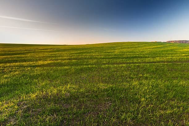 Free picture: grass, high, agriculture, rural, landscape, field ...