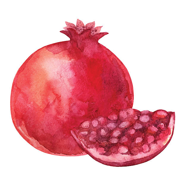 ilustrações, clipart, desenhos animados e ícones de aquarela de frutas de romã e fatia detalhe isolado todo - fine art painting art paint illustration and painting