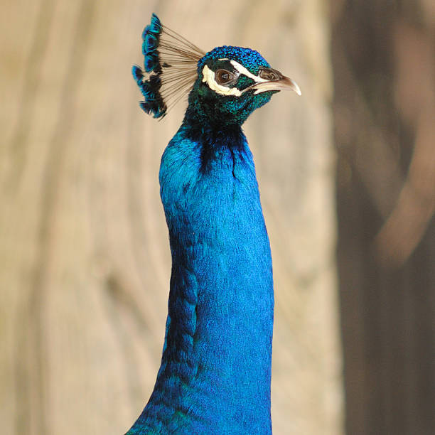 istock Beautiful portrait Peacock Necklace open-zoo 469540945