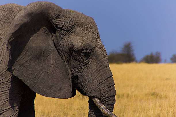 African Elefant – Foto