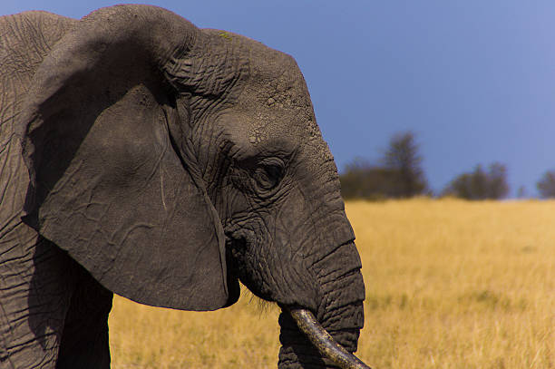 Elefante africano - fotografia de stock