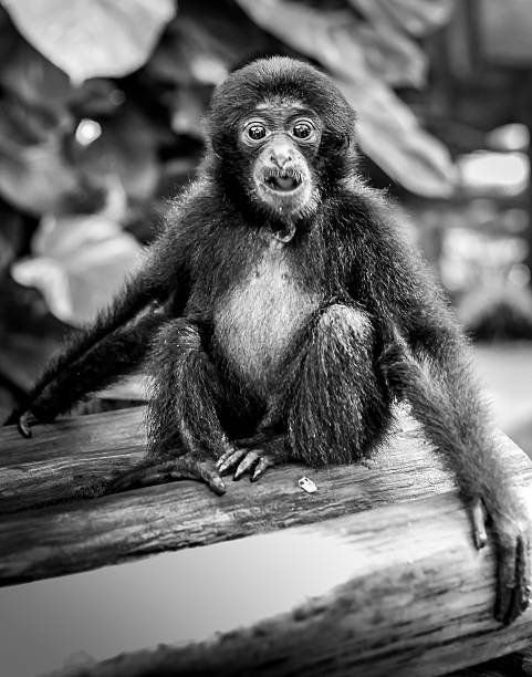 istock Monkey sitting down in Bali, Indonesia. 469543112