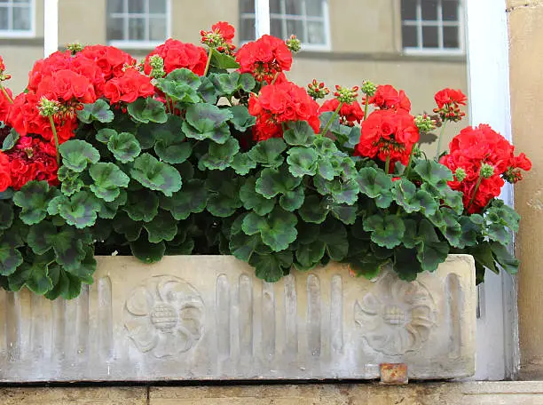 Photo showing an ornamental stone windowbox that has been planted with flowering geraniums (Latin name: pelargoniums), which are covered with red flowers.  The windowbox is sitting on a windowsill beneath a sash window, with the Georgian-style house opposite being reflected in the window panes.