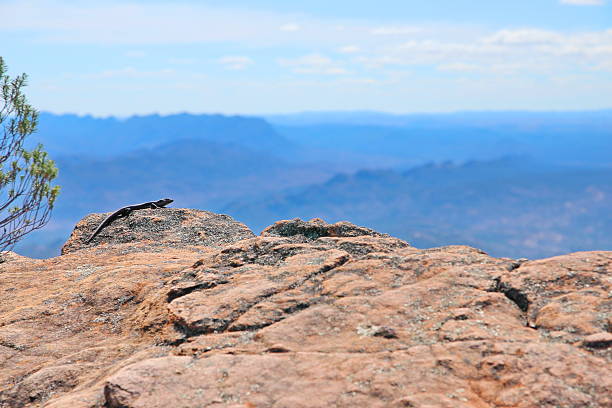 tiliqua lizard no cerrado australiano - lizard landscape desert australia - fotografias e filmes do acervo