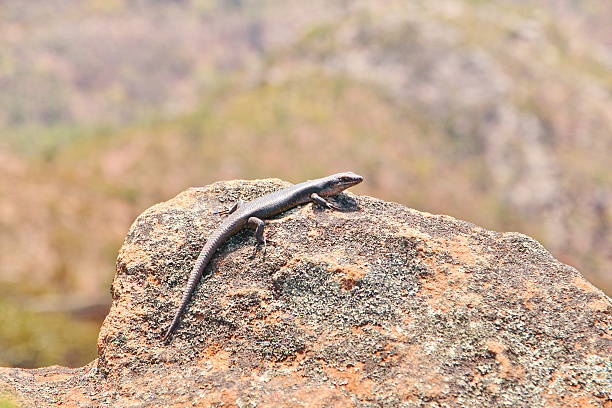 tiliqua lizard no cerrado australiano - lizard landscape desert australia - fotografias e filmes do acervo