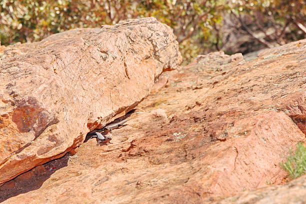 tiliqua lizard no cerrado australiano - lizard landscape desert australia - fotografias e filmes do acervo