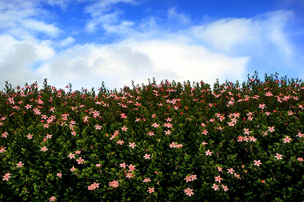 campo fiorito - hawthorn flower single flower spring imagens e fotografias de stock