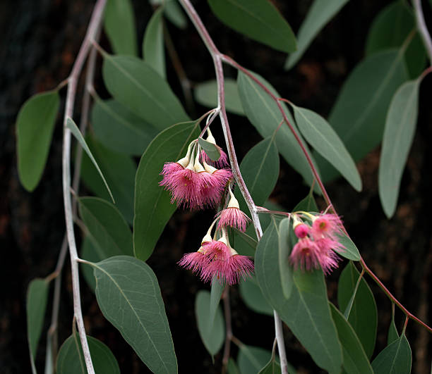 eveil eucalyptus branch - bluegum tree photos et images de collection