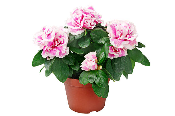 istock Azalea flower in the pot 469544847