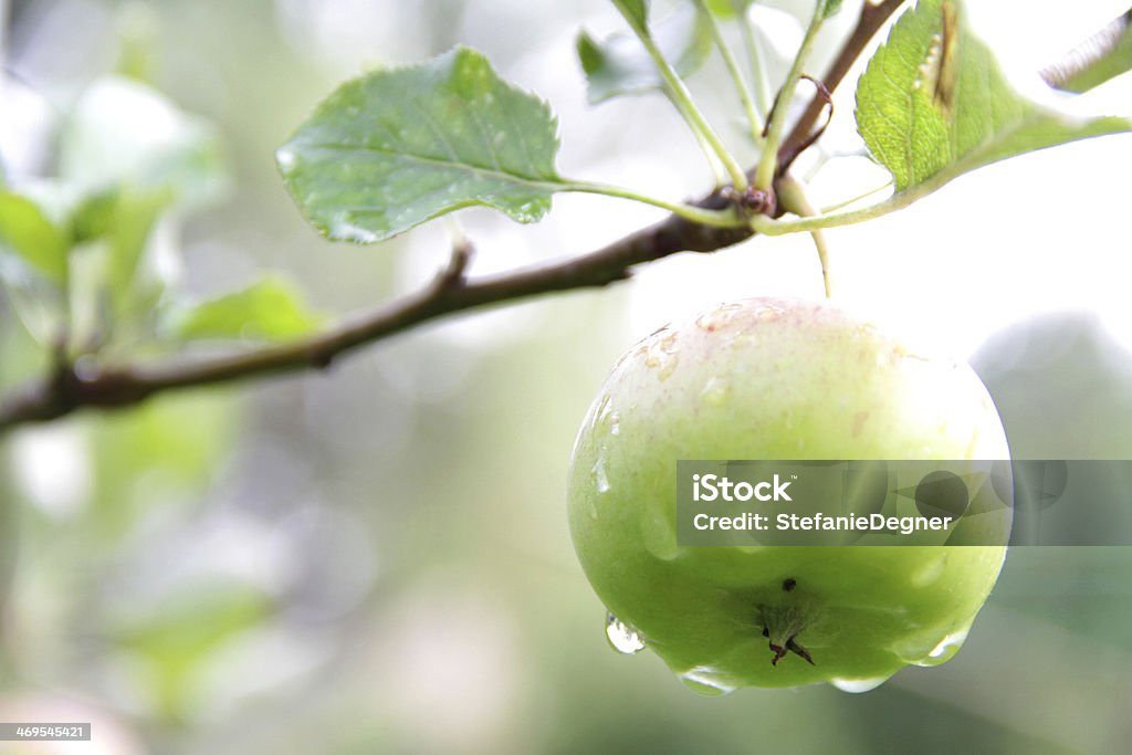 Apple appeso su Ramoscello, sfondo verde - Foto stock royalty-free di Abbondanza