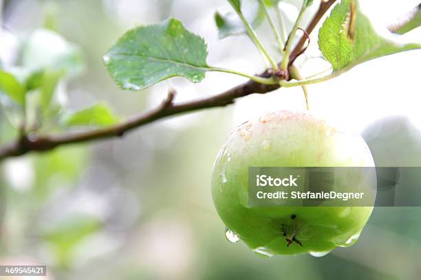 Apple Appeso Su Ramoscello Sfondo Verde - Fotografie stock e altre immagini di Abbondanza - Abbondanza, Acqua, Agricoltura