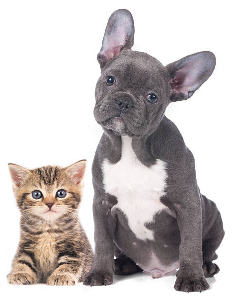 Cat and dog Cat and dog isolated french bulldog puppies stock pictures, royalty-free photos & images