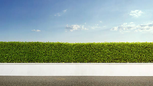 Green hedge with white fence under a blue sky
