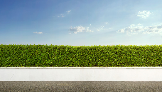 Panoramic view of a green hedge with the blue sky