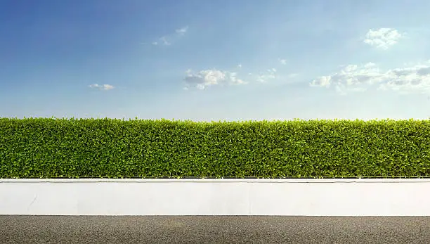 Photo of Green hedge with white fence under a blue sky