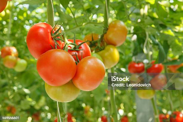 Photo libre de droit de Tomates banque d'images et plus d'images libres de droit de Agriculture - Agriculture, Aliment, Aliment cru