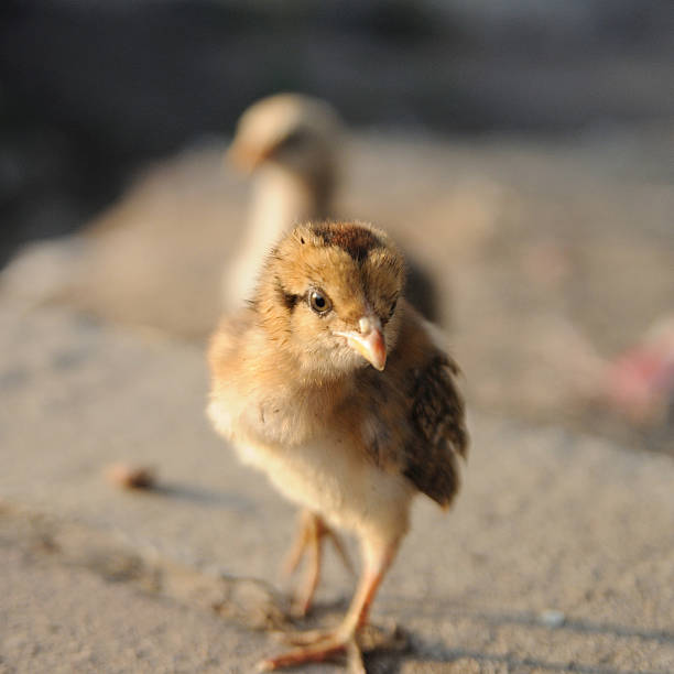 istock Small chick of gamecocks in evening lighting 469546719