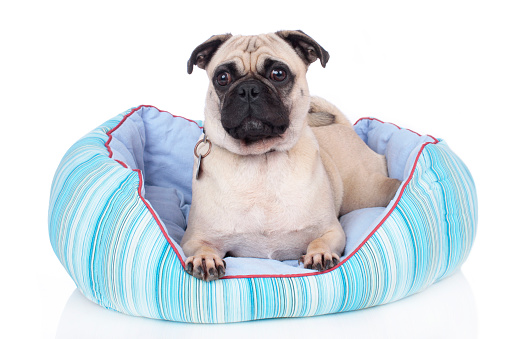 Dog lying in dog bed isolated