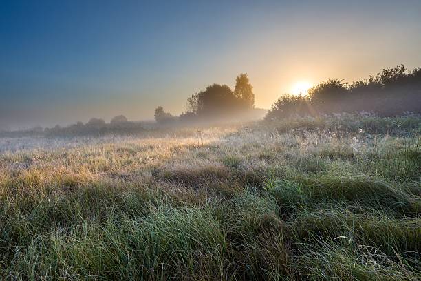 istock Foggy morning on polish meadow 469548410