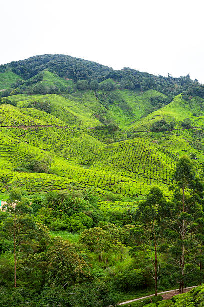 istock View into tea hills of Sungai Palas 469549382